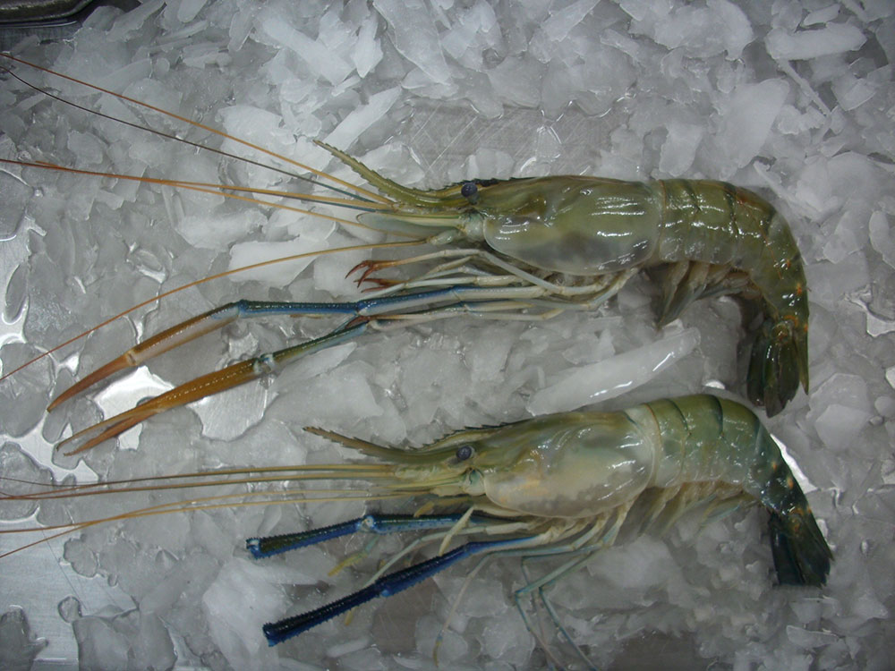 Scampi Shwe Yamone Manufacturing Co Ltd 